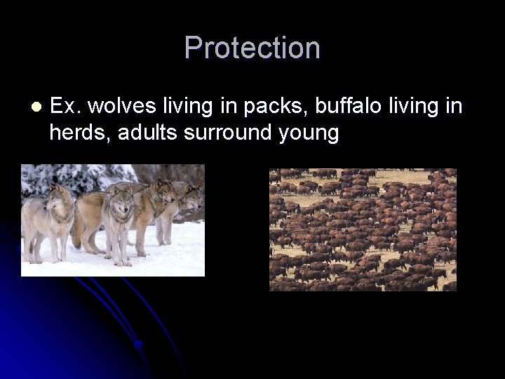 Protection l Ex. wolves living in packs, buffalo living in herds, adults surround young
