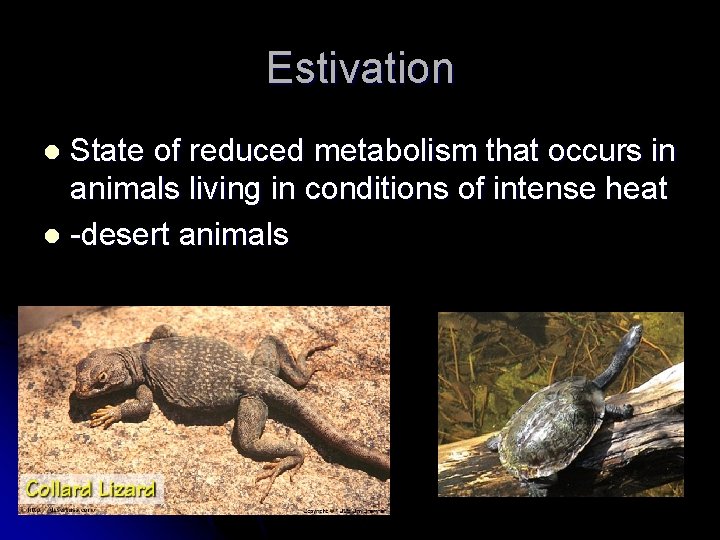 Estivation State of reduced metabolism that occurs in animals living in conditions of intense