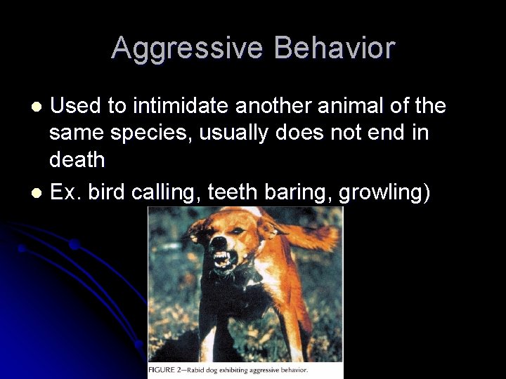 Aggressive Behavior Used to intimidate another animal of the same species, usually does not