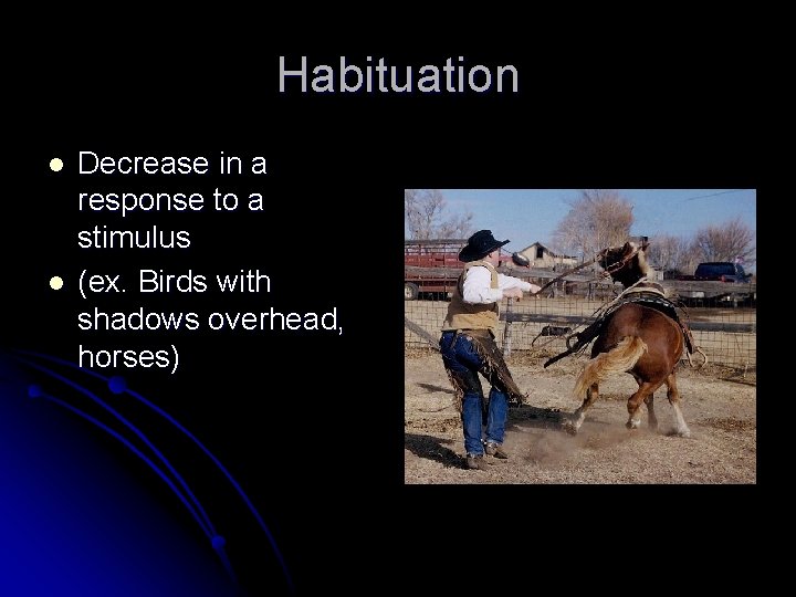 Habituation l l Decrease in a response to a stimulus (ex. Birds with shadows