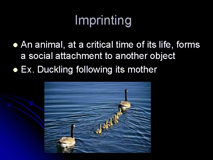 Imprinting An animal, at a critical time of its life, forms a social attachment