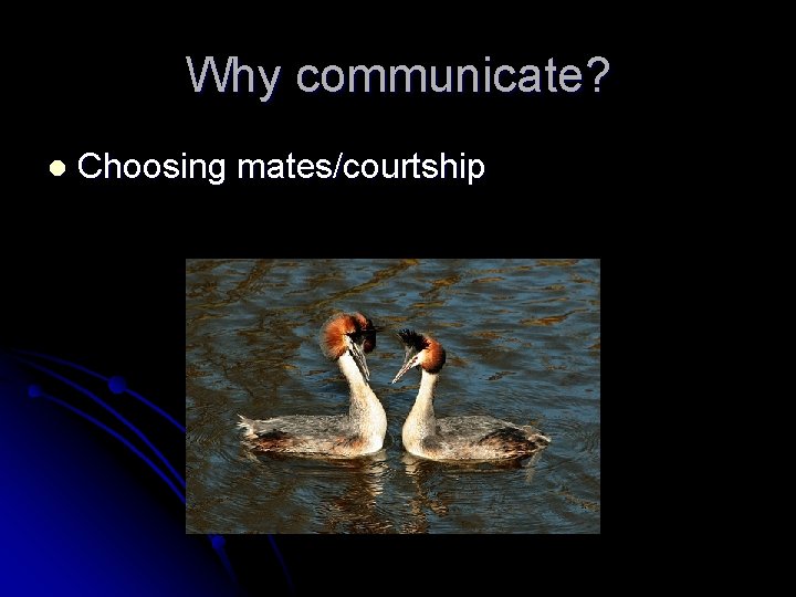 Why communicate? l Choosing mates/courtship 