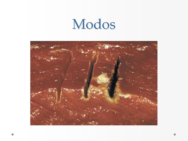 Modos Modos