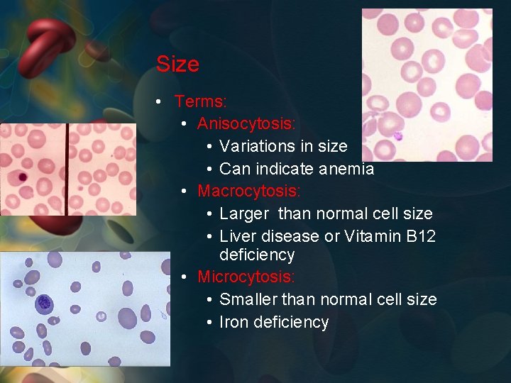 Size • Terms: • Anisocytosis: • Variations in size • Can indicate anemia •