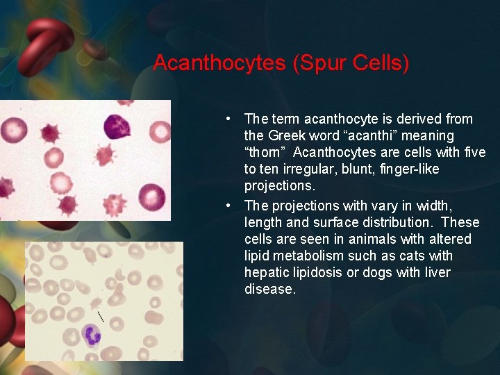 Acanthocytes (Spur Cells) • The term acanthocyte is derived from the Greek word “acanthi”
