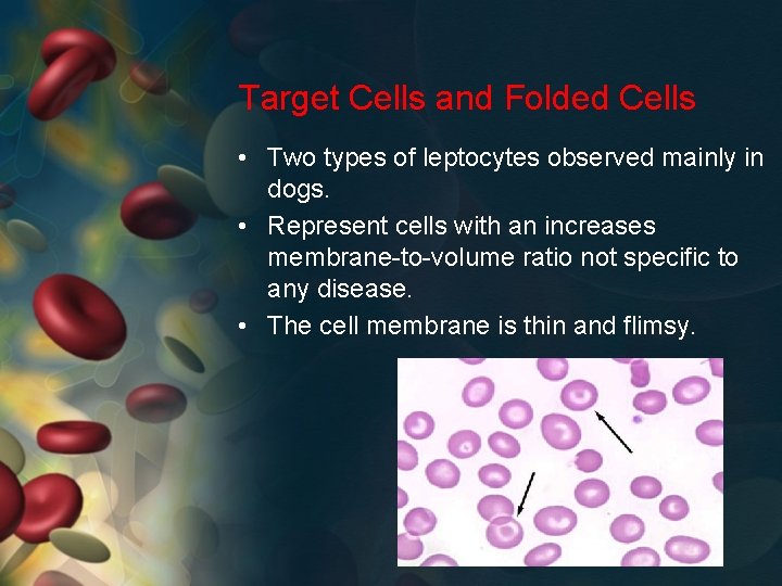 Target Cells and Folded Cells • Two types of leptocytes observed mainly in dogs.