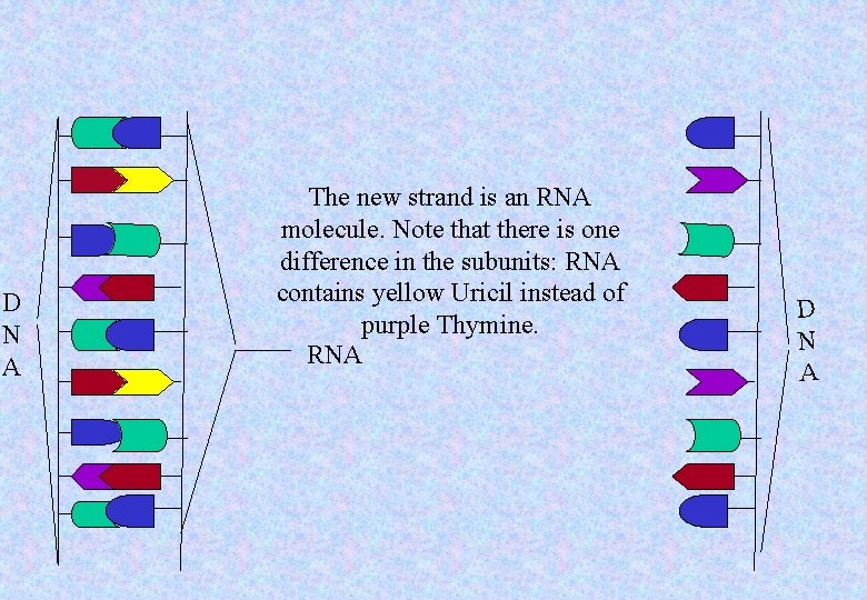 D N A The new strand is an RNA molecule. Note that there is