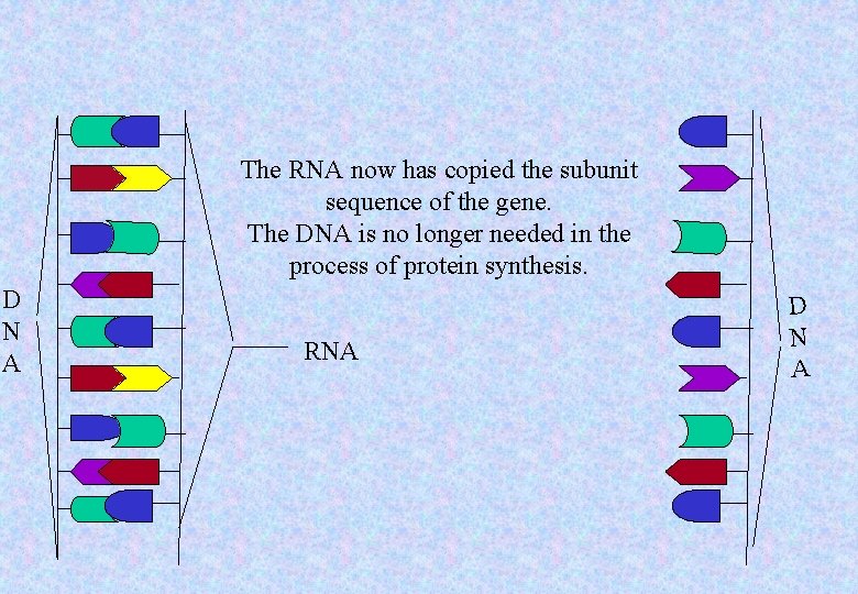 The RNA now has copied the subunit sequence of the gene. The DNA is