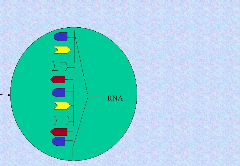 RNA 