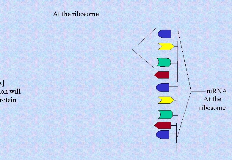 A] ion will rotein At the ribosome m. RNA At the ribosome 