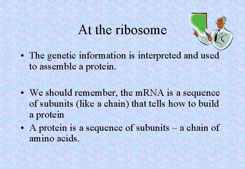 At the ribosome • The genetic information is interpreted and used to assemble a