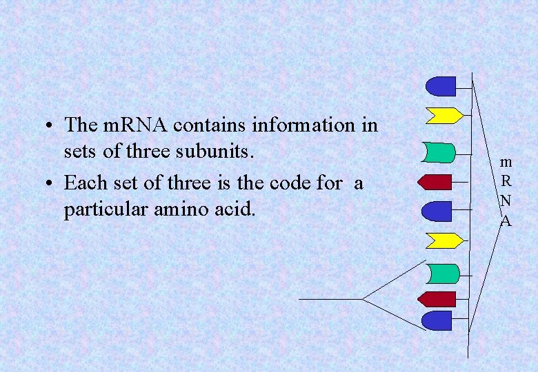  • The m. RNA contains information in sets of three subunits. • Each