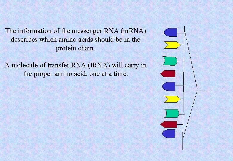 The information of the messenger RNA (m. RNA) describes which amino acids should be