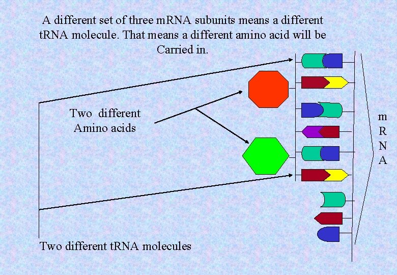 A different set of three m. RNA subunits means a different t. RNA molecule.