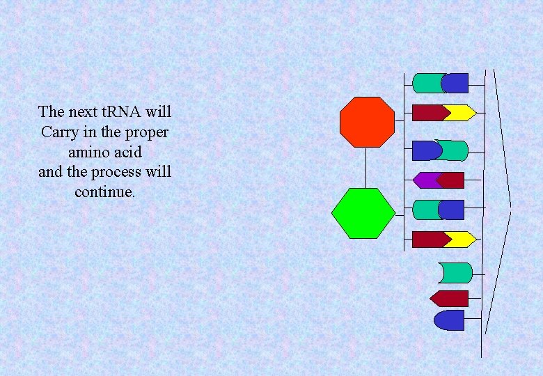 The next t. RNA will Carry in the proper amino acid and the process