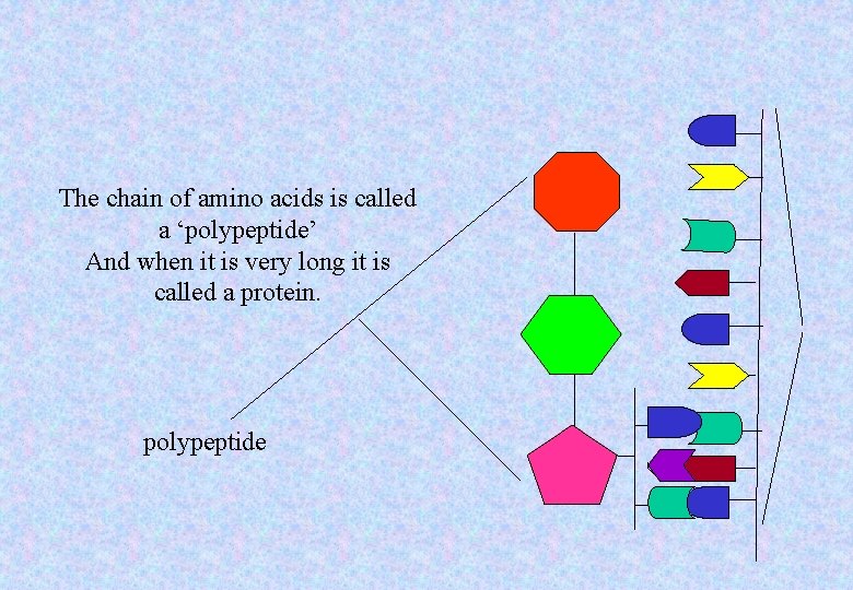 The chain of amino acids is called a ‘polypeptide’ And when it is very