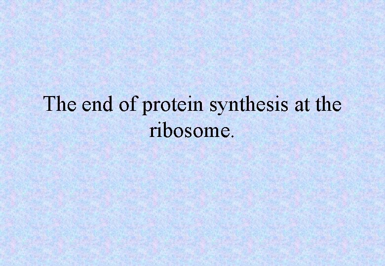 The end of protein synthesis at the ribosome. 