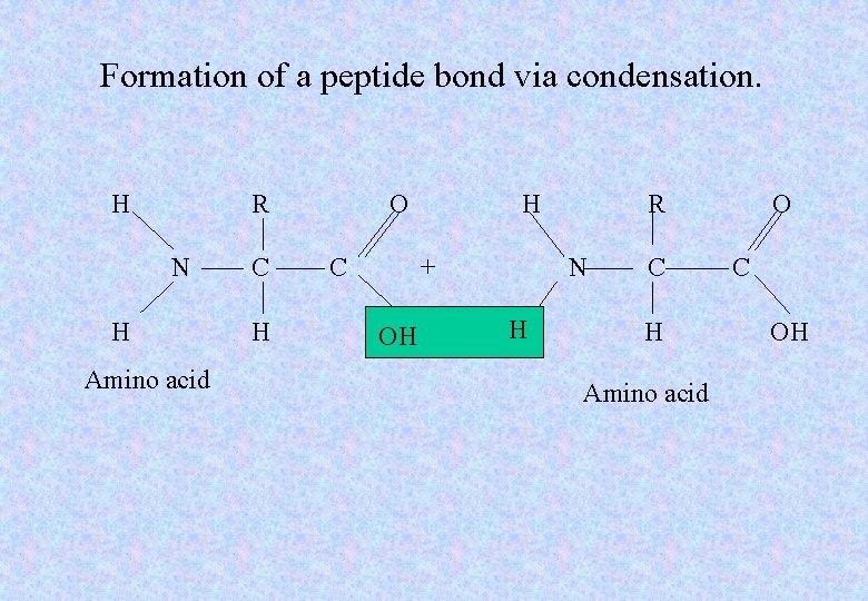 Formation of a peptide bond via condensation. H R N H Amino acid C