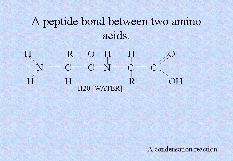A peptide bond between two amino acids. H N H R C H O