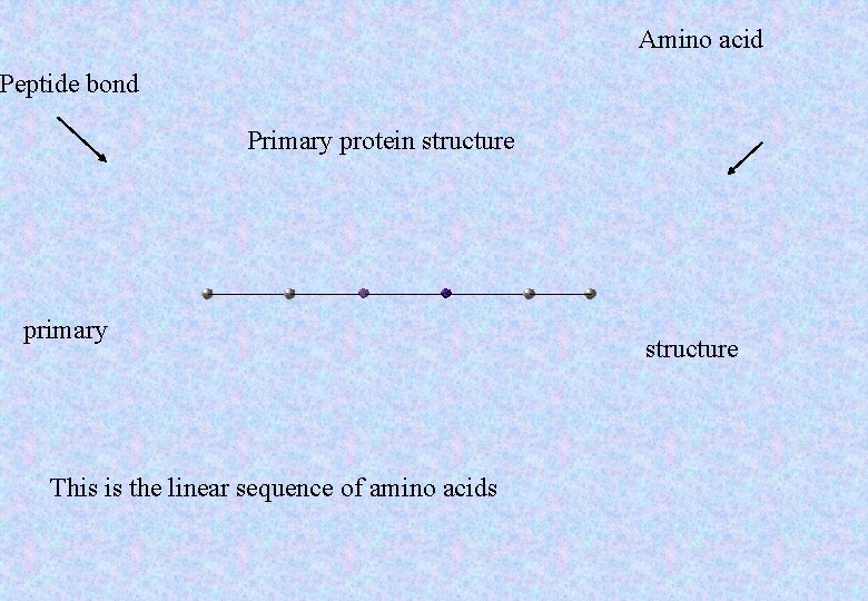Amino acid Peptide bond Primary protein structure primary This is the linear sequence of