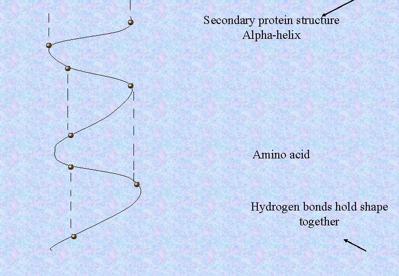Secondary protein structure Alpha-helix Amino acid Hydrogen bonds hold shape together 