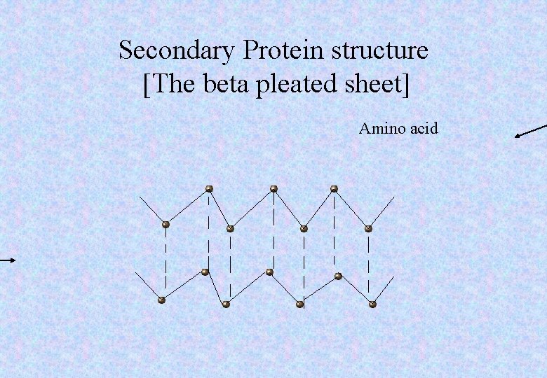 Secondary Protein structure [The beta pleated sheet] Amino acid 
