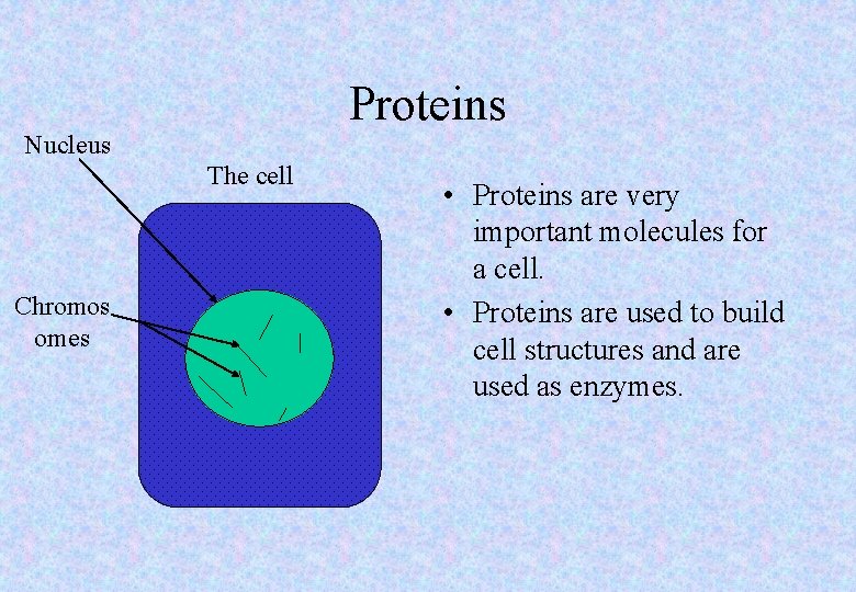 Proteins Nucleus The cell Chromos omes • Proteins are very important molecules for a