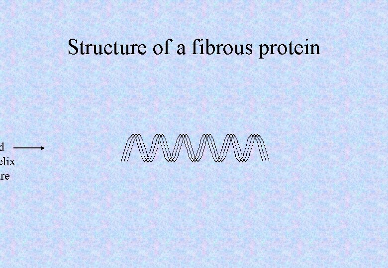 d elix ure Structure of a fibrous protein 