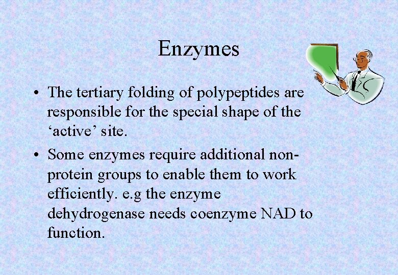 Enzymes • The tertiary folding of polypeptides are responsible for the special shape of