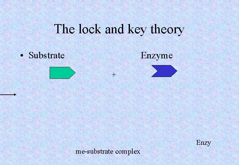 The lock and key theory • Substrate Enzyme + Enzy me-substrate complex 