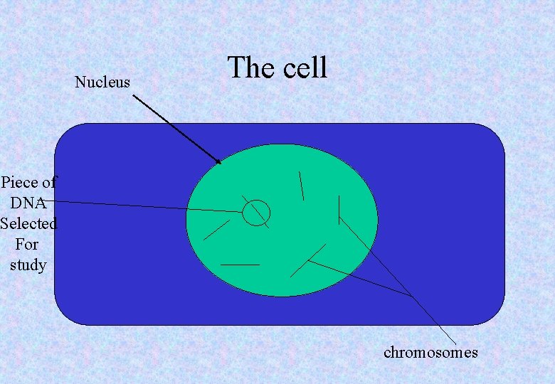 Nucleus The cell Piece of DNA Selected For study chromosomes 