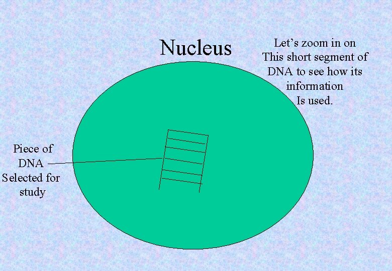Nucleus Piece of DNA Selected for study Let’s zoom in on This short segment