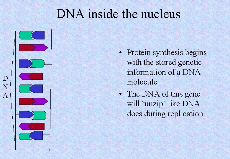 DNA inside the nucleus D N A • Protein synthesis begins with the stored