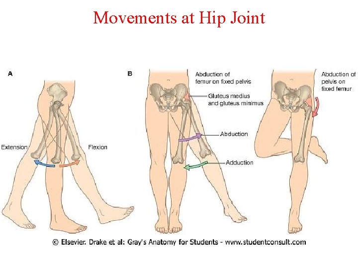 Movements at Hip Joint 