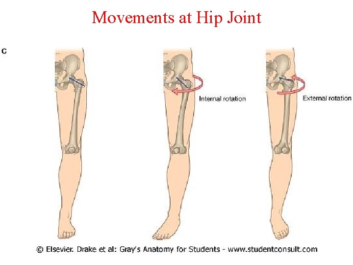 Movements at Hip Joint 