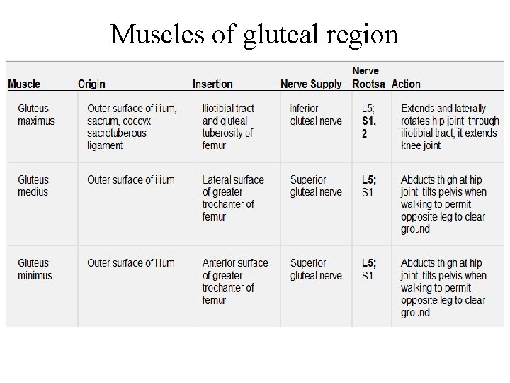 Muscles of gluteal region 