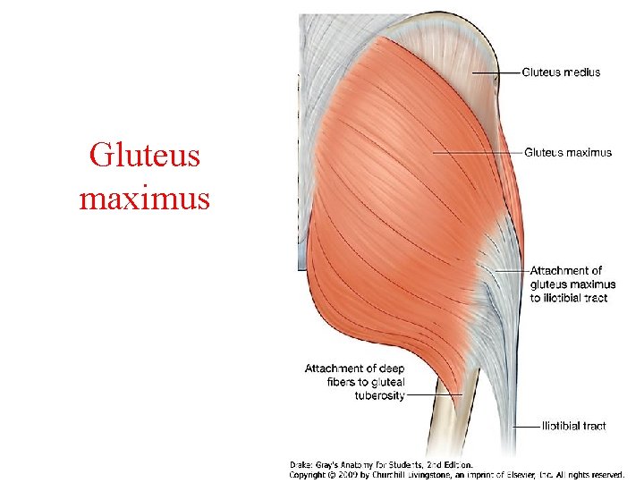 Gluteus maximus 