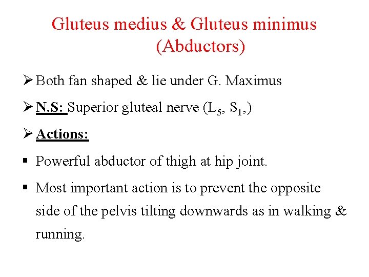 Gluteus medius & Gluteus minimus (Abductors) Ø Both fan shaped & lie under G.