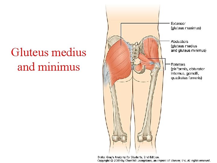 Gluteus medius and minimus 