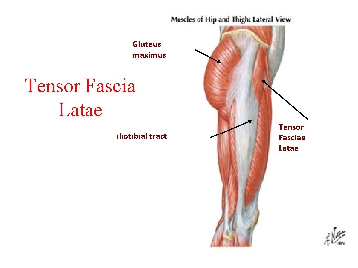 Gluteus maximus Tensor Fascia Latae iliotibial tract Tensor Fasciae Latae 