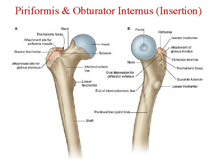 Piriformis & Obturator Internus (Insertion) Femur 