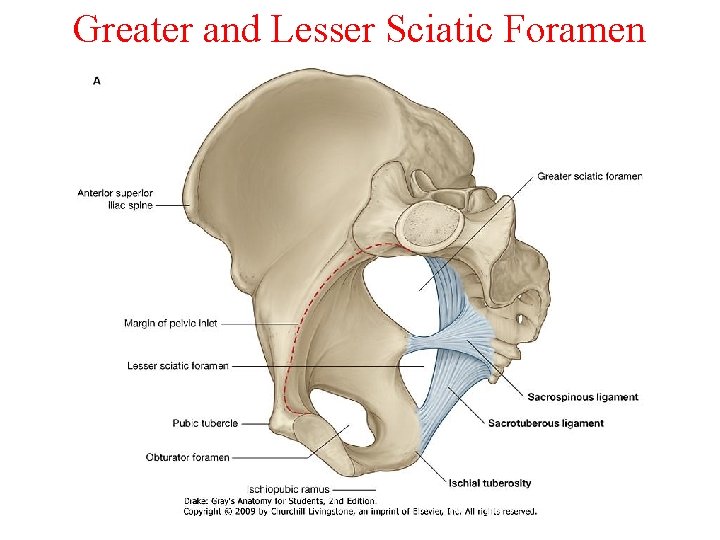 Greater and Lesser Sciatic Foramen 