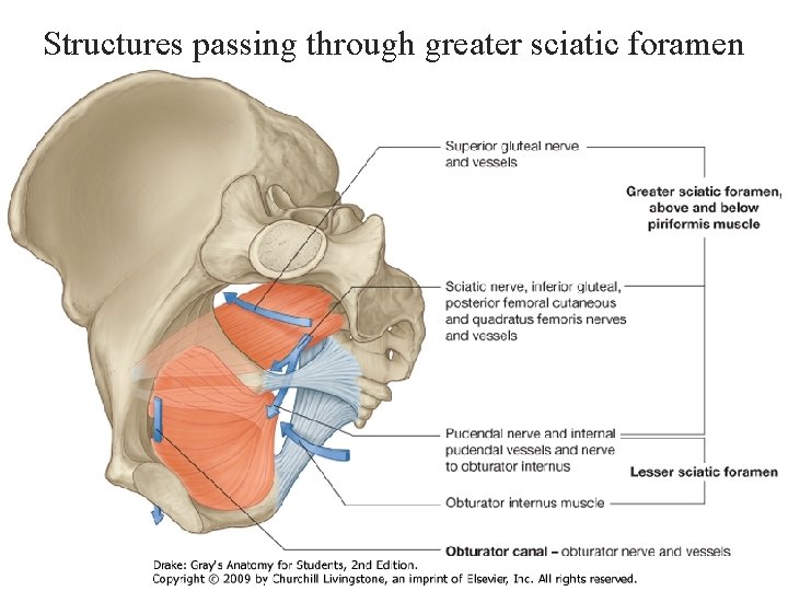 Structures passing through greater sciatic foramen 
