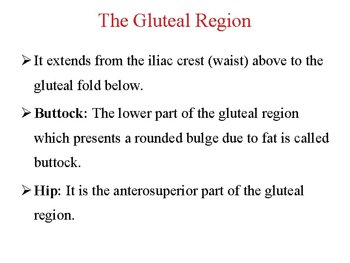 The Gluteal Region Ø It extends from the iliac crest (waist) above to the