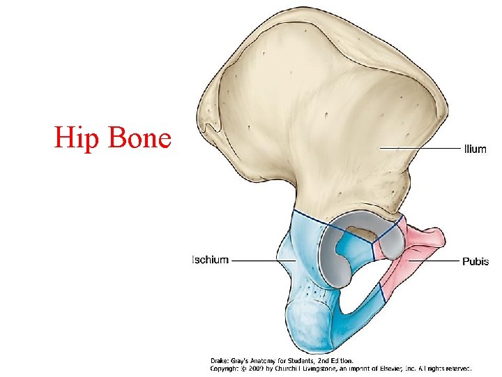 Hip Bone 