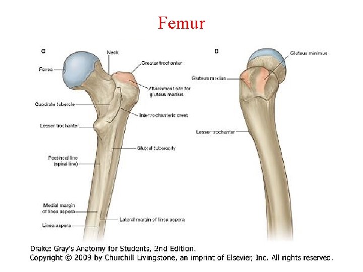 Femur 