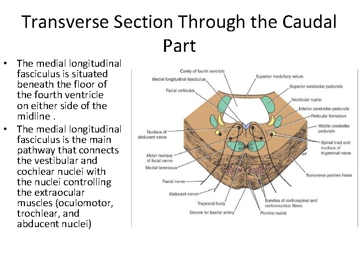 Transverse Section Through the Caudal Part • The medial longitudinal fasciculus is situated beneath