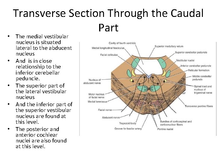 Transverse Section Through the Caudal Part • The medial vestibular nucleus is situated lateral