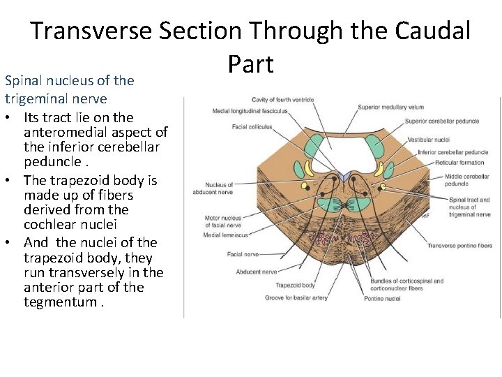 Transverse Section Through the Caudal Part Spinal nucleus of the trigeminal nerve • Its