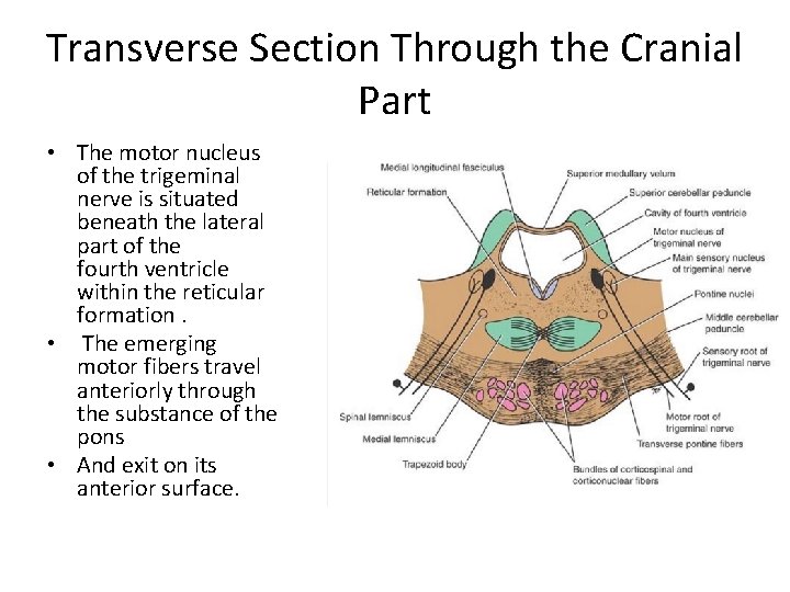 Transverse Section Through the Cranial Part • The motor nucleus of the trigeminal nerve
